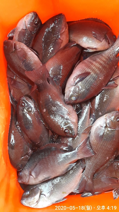 벵에돔 뽈락 (18일조황)
