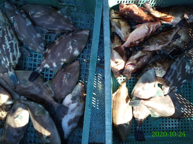 조금 말쥐치,볼락 오전조황