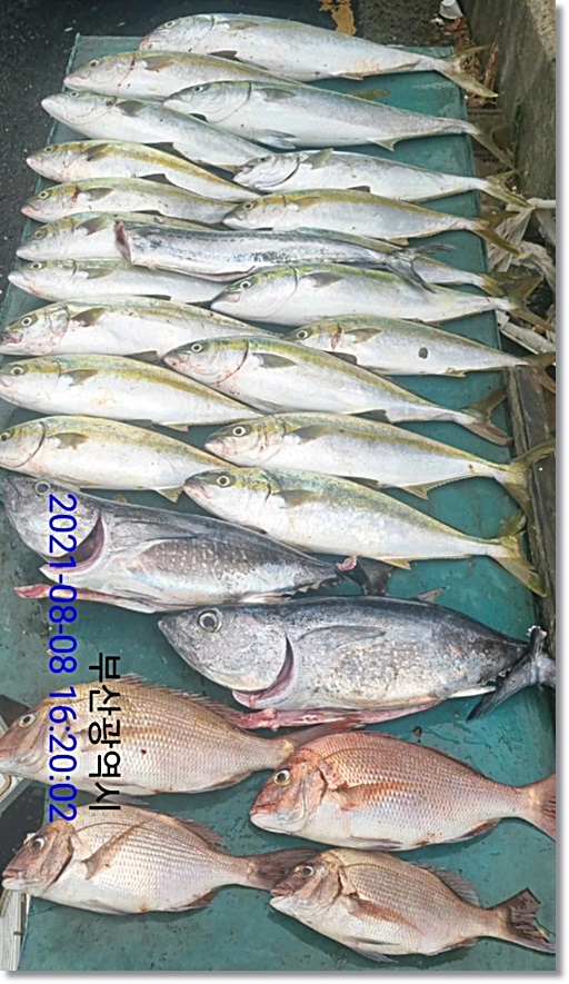 진진-참돔6짜5짜,참다랑어,농어,부시리,다양하게!!
