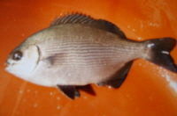 ȸ������