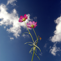 ȸ������