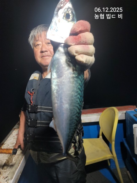 6/12일,대박 시장고등어 60~100마리 조황,
