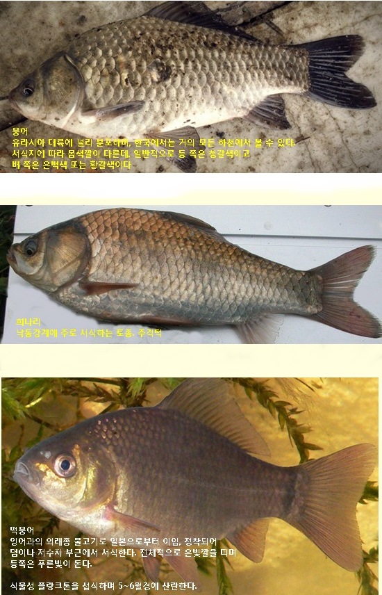 알봉이님 - 붕어, 희나리, 떡붕어