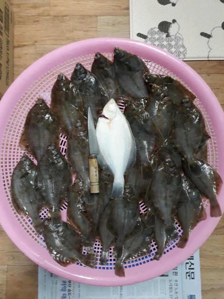진해 도다리